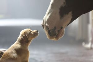 puppy love ad superbowl 48