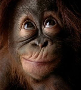 Orangutan